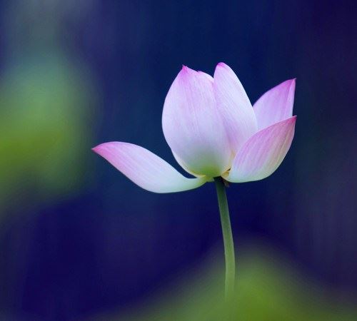 佛语“四大皆空”竟暗含宇宙真相