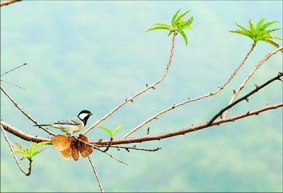 猎人善待生命拯救麂子麂子知恩报恩反救猎人