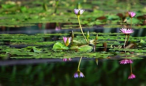 佛说在家居士有四个法宝