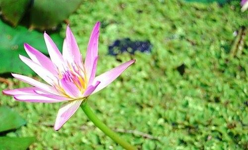 什么样的人是佛？怎样才能成佛？