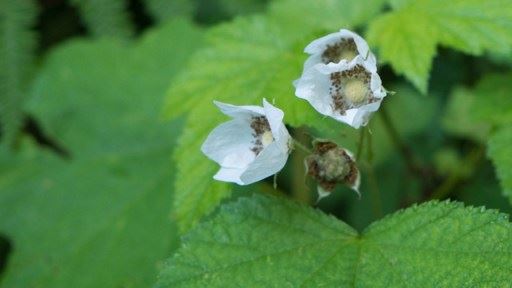 宣化上人：什么是佛教中说的三苦、八苦、无量苦