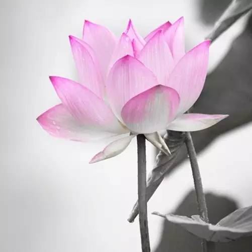 手淫成瘾真相，戒手淫者必看