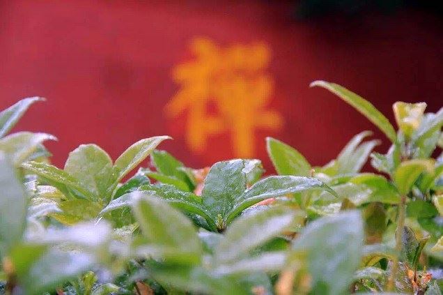 以清净的，慈悲的心来供养观音菩萨，果报不可思议