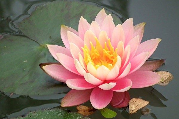 虚云老和尚降服猛虎的真实故事