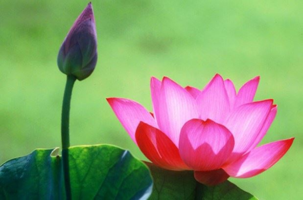 为何你有佛性却没成佛？