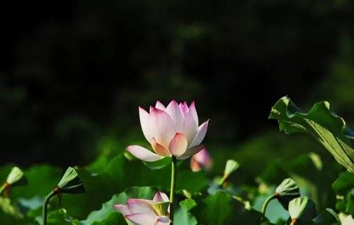 佛教里的言语道断指的是什么意思？