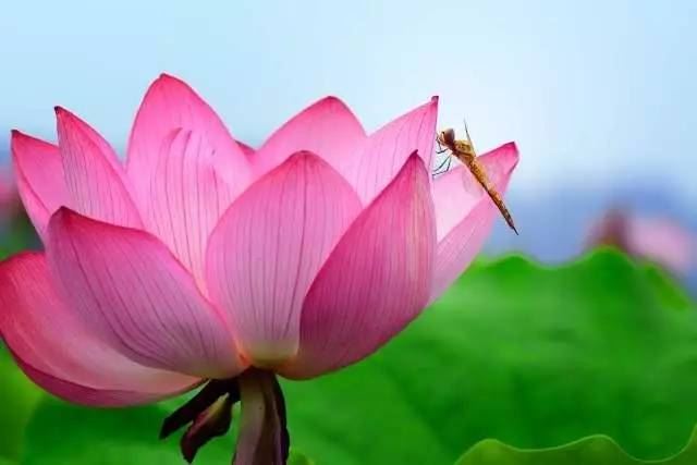 给佛菩萨上供应注意的礼仪