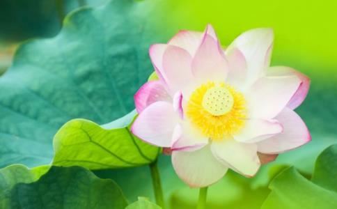 今日农历一月二十一，恭逢净宗九祖蕅益法师圆寂日！