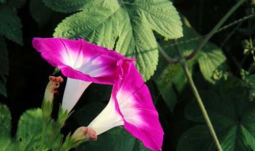 两只蚂蚁（故事很短很深！）