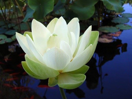 放生时念诵经文仪轨等动物们能听见吗？