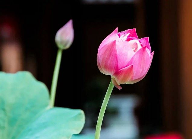 人有来生吗？大迦叶尊者是这样回答的！