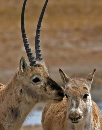 佛教中修忏悔的仪式和意义