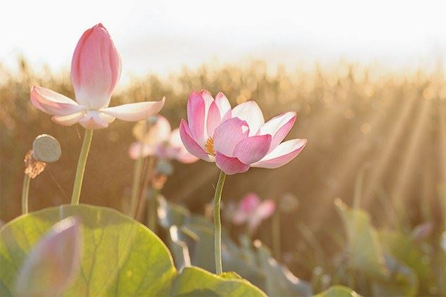 什么是佛和菩萨？四大菩萨为何没成佛？