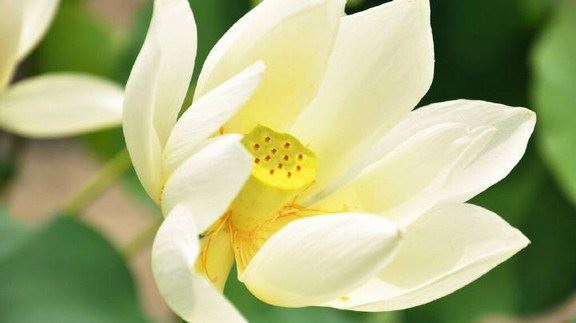 《心经》是中国人伪造的吗？