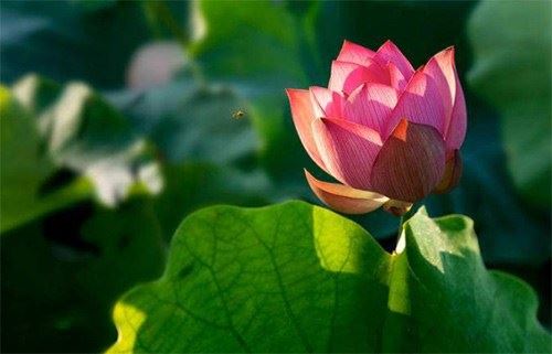 真正的朋友，缘于品，敬于德，交于情