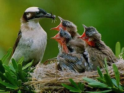 佛教三宝、佛家三宝、皈依三宝是什么意思？