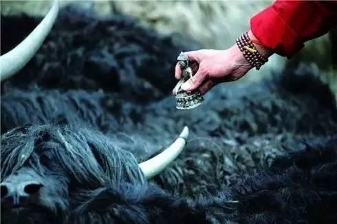 不同的动物在佛教中分别有什么含义？