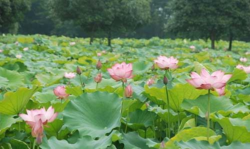 念住是一种生命存在的方式