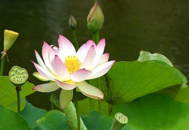 星云法师的学佛自修过程