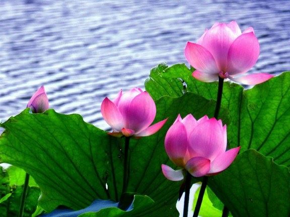 念观世音菩萨普门品，菩萨也不能成就人的贪念！