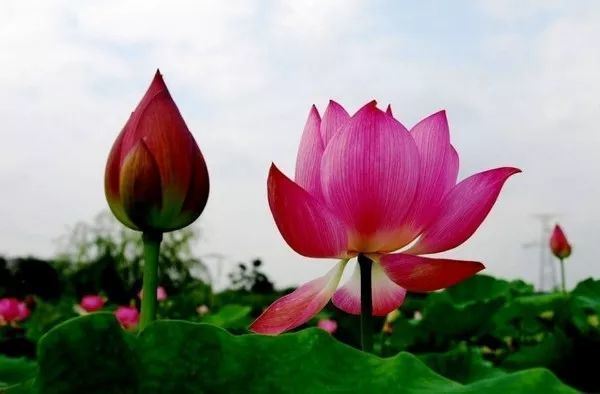 一旦了知宿命，淫欲狂浪霎时顿灭