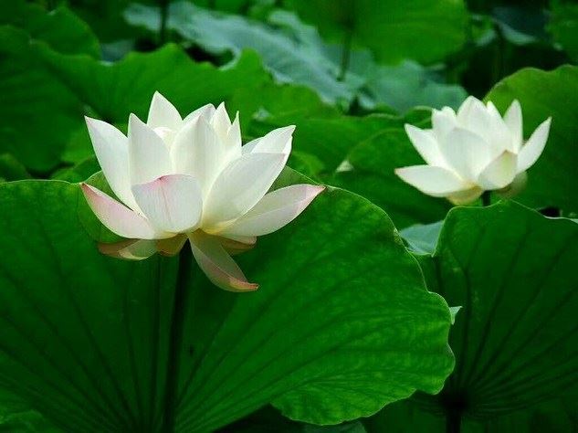 界诠法师：去寺院听法就像给汽车加油