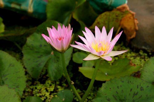 佛法为你揭秘爱情里的冤冤相报