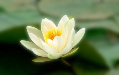 得闻佛法的十种因缘，即暇满人身十圆满