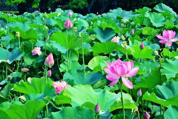 佛说：《地藏菩萨本愿经》第十八卷