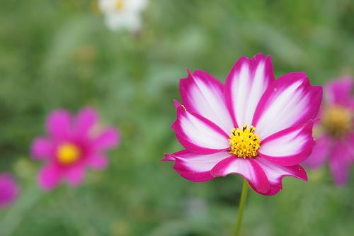 因果不虚，扑杀生灵，终获报应