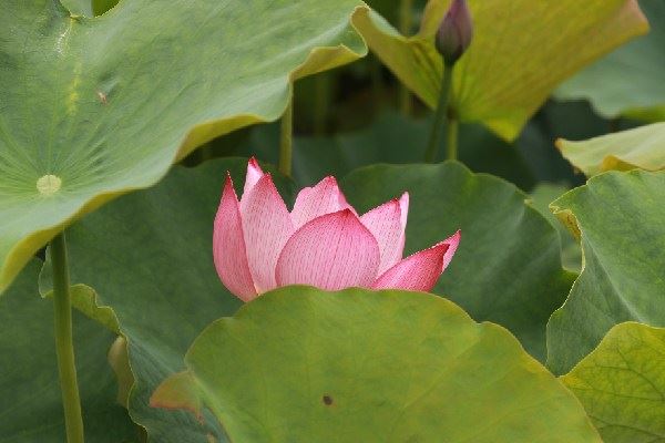 佛教所谓的四不坏信到底是什么