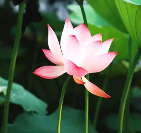 传喜法师：虔诚心是与佛相应的入手处