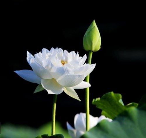 世间三种最胜香，无论逆顺风时都可以清香远播