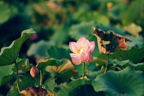 《佛说阿弥陀经》全文及完整仪轨