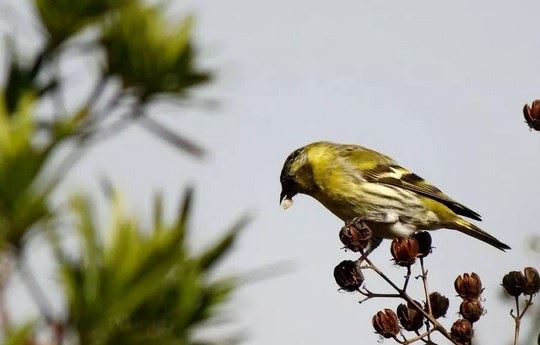 学佛皈依与不皈依的差别