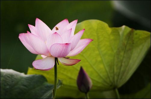 慧净法师：虔诚回向之后，就任凭弥陀的安排