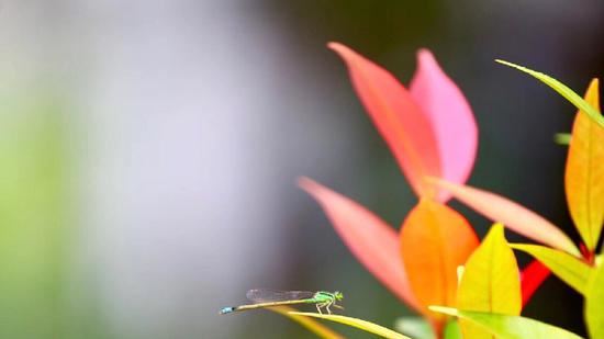 宣化上人：什么是功德？