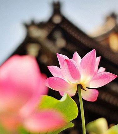 威力无比的“往生咒”全文及咒语来源和持诵仪轨