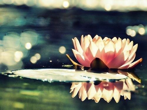 我们为什么要用开显解脱道这个仪轨来修加行?