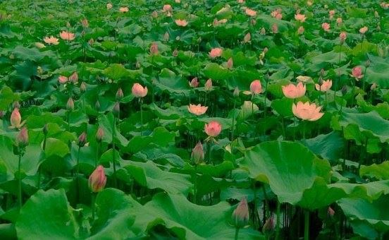 杀牛的可拍果报