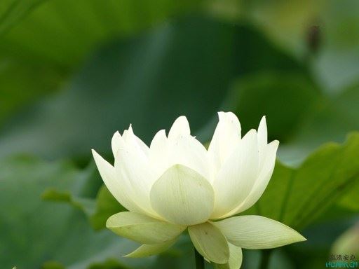 孝子除障助念慈母往生