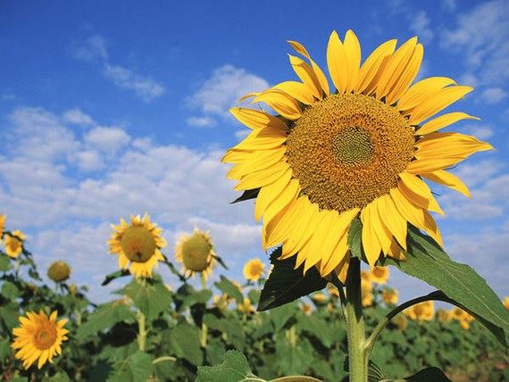 皈依对我们有什么大好处呢