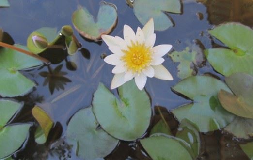 平常何须日日往社中念佛？简述真佛弟子的修持法则