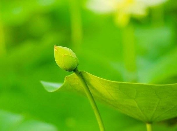 在家居士修行的基本要求