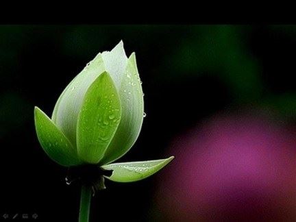 佛教为何不提倡吃五辛？