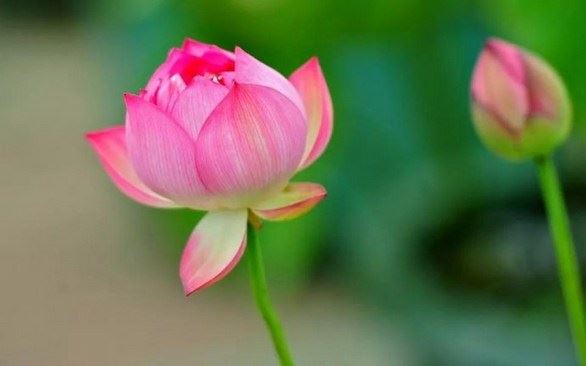 持经书`供香`问讯`和书信格式示范