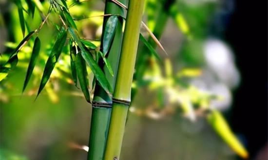 印光大师教戒居士