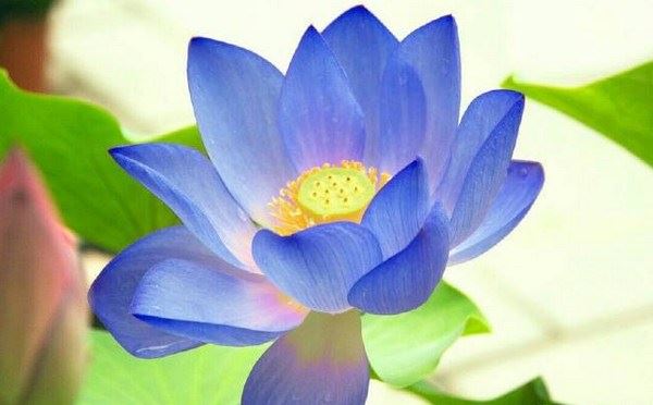 佛教放生的由来及原意，你知道吗？