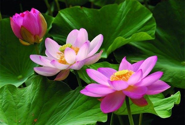 死亡是不是生命的终结？