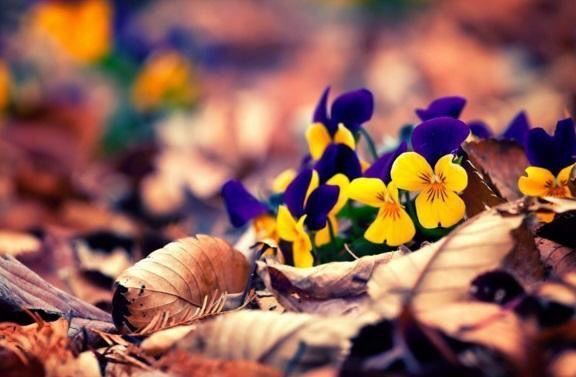 佛说旁鹜不定的心念是解脱的障碍，努力使自己从贪、瞋、痴三毒中解脱出来